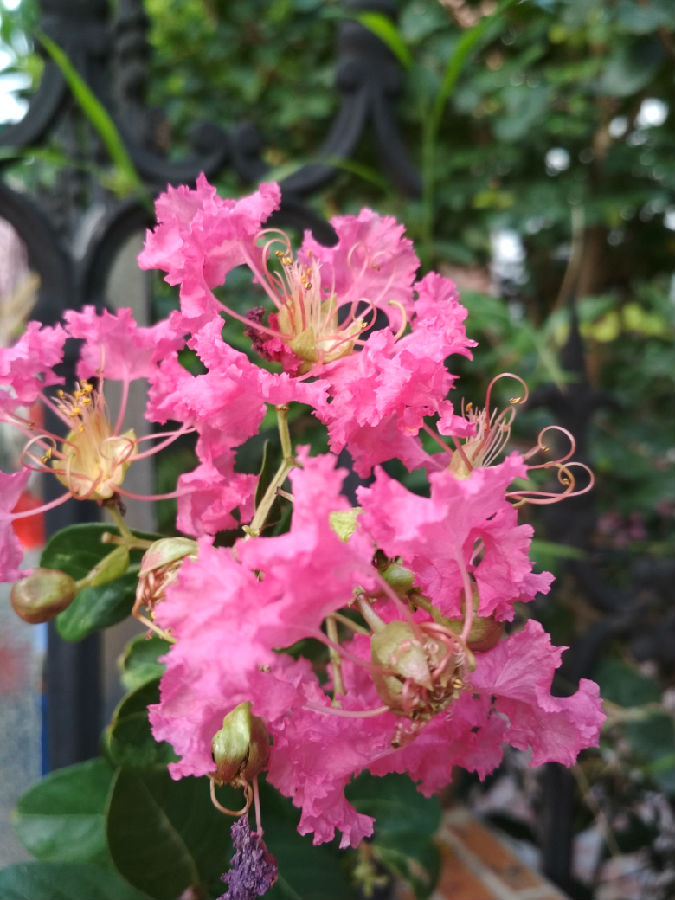 20180728-雯拍摄花3.jpg