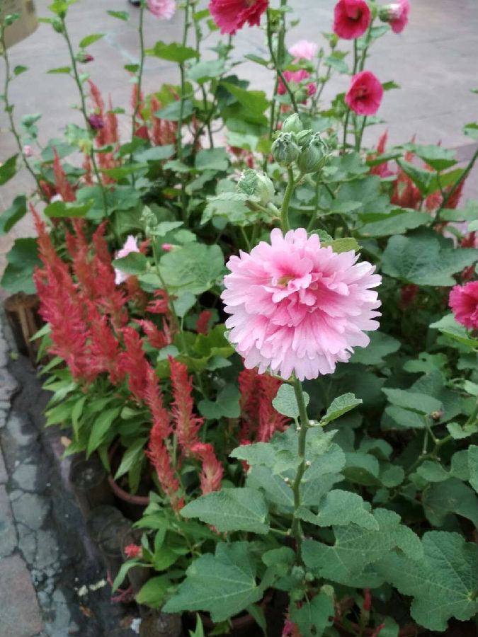 20180728-雯拍摄花1.jpg