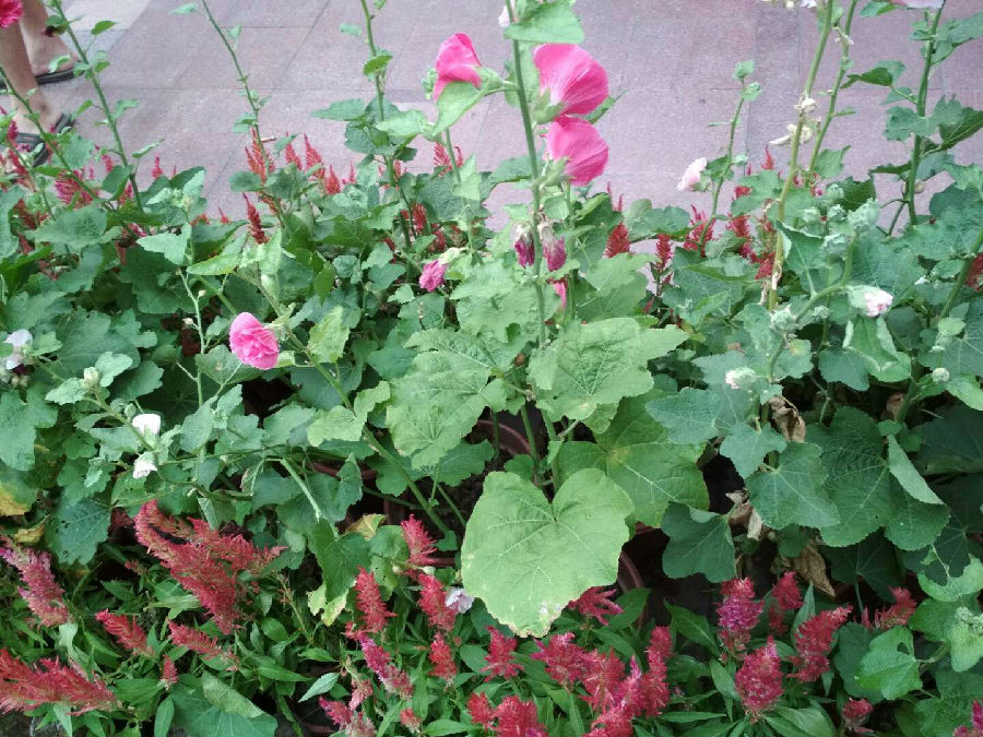 20180728-雯拍摄花2.jpg